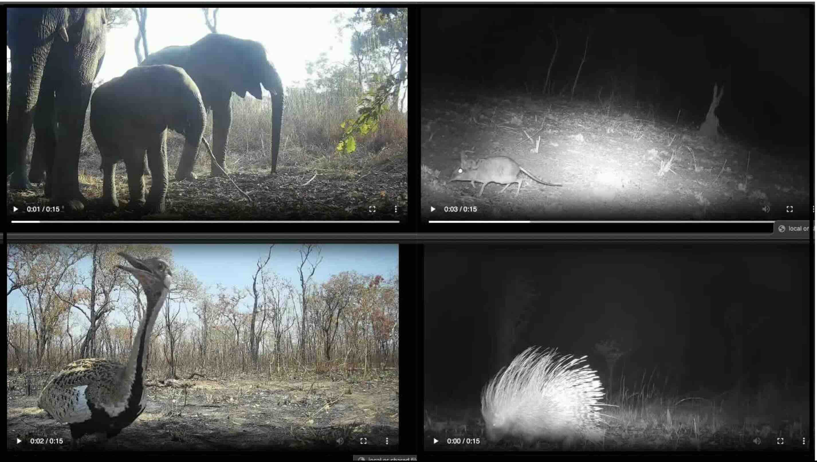 example images